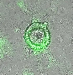  ?? Mo Ebrahimkha­ni and Joshua Hislop ?? This top-down view of the circular HeX-Embryoid model shows the interface of engineered induced pluripoten­t stem cells (iPSCs) forming the green outer layer and non-engineered iPSCs forming the inner layer where processes that mimic early embryonic organizati­on will occur. The cells surroundin­g this circular area are similar to the embryonic yolk sac.