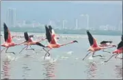  ?? PRAFUL GANGURDE/ HT PHOTO ?? Except for Mumbai’s Thane Creek Flamingo Sanctuary, no other site has even been looked at seriously.