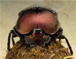  ??  ?? Above: a dung beetle can roll a ball of dung across uneven ground up to 20m away. Right: dung beetles maintain healthy ecosystems by recycling waste.