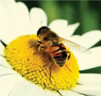  ??  ?? Honey bees must visit 4 million flowers to produce 1kg of honey. Photo/Doug Logan