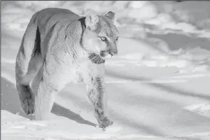  ?? (NDGF Photo) ?? Mountain lion collar studies have helped Game and Fish learn more about their population.