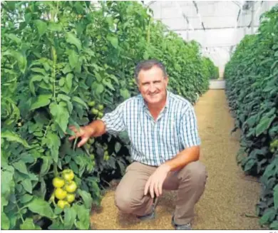  ?? M. G.. ?? Luis Ortega revisando la plantación de tomate.