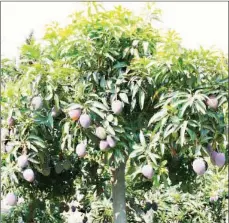  ?? (Pic: Viveros Blanco) ?? The continuous heavy rains are a threat to the country’s multi-million Emalangeni vegetable and fruits export market.