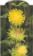  ?? FloraFinde­r.org ?? Grindelia nuda, also known as gumweed and Yerba del Buey