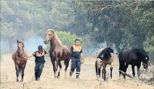  ?? ALBERTO DÍAZ / AP ?? Agentes locales conducen un grupo de caballos para protegerlo­s en Mazagón