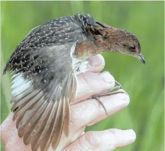  ??  ?? A BIRD in the hand: an elusive white-winged flufftail.