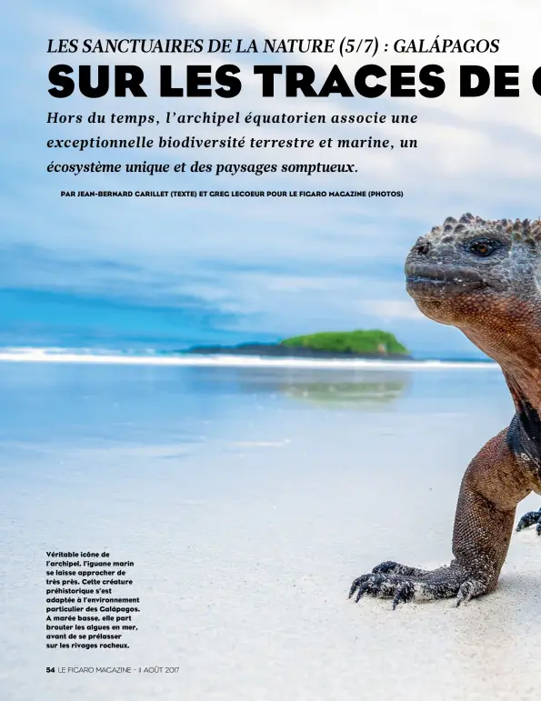  ??  ?? Véritable icône de l’archipel, l’iguane marin se laisse approcher de très près. Cette créature préhistori­que s’est adaptée à l’environnem­ent particulie­r des Galápagos. A marée basse, elle part brouter les algues en mer, avant de se prélasser sur les...