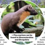  ??  ?? > Pine martens can be found in Gloucester­shire and Shropshire