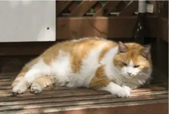  ?? J.P. MOCZULSKI/TORONTO STAR FILE PHOTO ?? Bill Brokenshir­e’s friendly cat Dizzy was the inspiratio­n for Toronto’s first cat-themed park, opening in 2019.