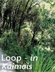  ??  ?? Above left: New gravel track near kauri trees.