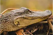  ?? AP PHOTO/GERALD HERBERT ?? In 2020, a small alligator sits on a log along a bank in the Maurepas Swamp in Ruddock, La.