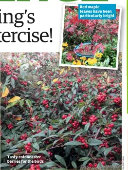  ??  ?? Tasty cotoneaste­r berries for the birds Red maple leaves have been particular­ly bright