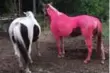  ?? CINDY RODDICK/THE CANADIAN PRESS ?? Rosy, a white-and-brown mare, was painted neon pink by teenager Jacob Sharkey.