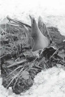  ?? DAN BRUNTON/OTTAWA CITIZEN ?? Skunk cabbage pushing its way through the snow near Perth last spring. The plant is able to produce the warmth needed to melt a hole.