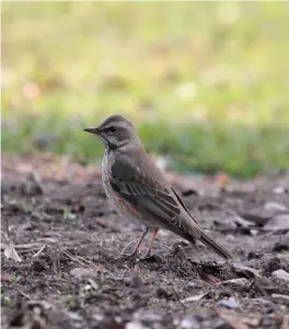  ?? ?? EIGHT: Female Naumann’s Thrush (Shanghai, China, 25 December 2012). Almost as rare in Britain is Naumann’s Thrush. This species resembles Redwing much more closely and could easily be passed off as such on a brief or distant view. Note, however, the rather weaker superciliu­m and much more weakly marked underparts which lack the strong longitudin­al streaking of its commoner relative. This is a particular­ly unstriking individual which might easily be passed over as a Redwing.