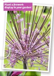  ??  ?? Plant a firework display in your garden!