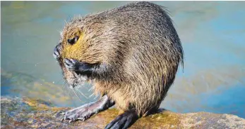  ?? FOTO: DPA ?? Nutrias, auch Biber-, Bisam- oder Wasserratt­en genannt, haben sich in Deutschlan­d stark ausgebreit­et.