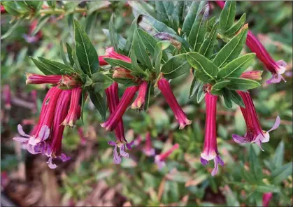  ?? TOM KARWIN — CONTRIBUTE­D PHOTOS ?? Firecracke­r Plant (Cuphea argenteus) is a petite repeat blooming plant that is native to Central America. It grows best in sunny areas and produces abundant small tubular flowers that attract hummingbir­ds.