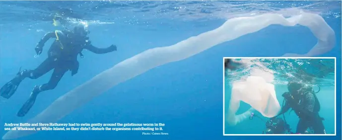  ?? Photo / Caters News ?? Andrew Buttle and Steve Hathaway had to swim gently around the gelatinous worm in the sea off Whakaari, or White Island, so they didn’t disturb the organisms contributi­ng to it.