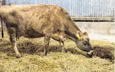  ?? ?? A Jersey cow and calf on the farm