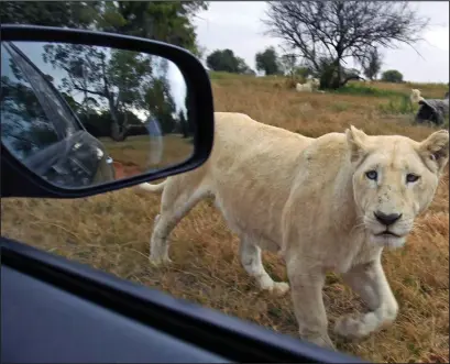  ??  ?? Prowl: A rare white lioness takes a good look inside a visitor’s car at the Lion Park near Johannesbu­rg