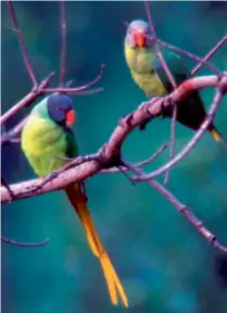  ??  ?? (Above) The birds are an important part of the Park’s biological diversity. Parakeets are a common sight in the forest (Below) The park offers Igloo stays, winter sports especially heli skiing, snow boarding , camping, wild life, birdwatchi­ng and mountainee­ring