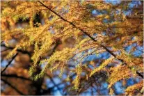  ??  ?? DROPPING NEEDLES The larch is that rare thing, a deciduous pine, meaning it drops its foliage in the autumn. 