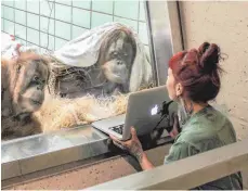  ?? FOTO: HARALD KNITTER/WILHELMA/DPA ?? Interessie­rt verfolgen die Orang-Utan-Damen Conny (links) und Sinta (rechts) in der Wilhelma Videos von Orang-Utan-Mann Gempa, die ihr die Pflegerin Lesley Kirchner vorspielt.