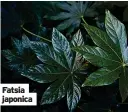  ?? ?? Fatsia japonica