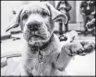  ?? TIM KROCHAK/SALTWIRE NETWORK ?? One of Halifax’s first four CNIB guide dog puppies is seen during a play date. The 10-week-old puppies — Daisy, Dunstan, Marion and Sherman — are with volunteer puppy raisers for the next 12 to 15 months.