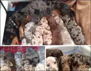  ?? COURTESY PHOTO ?? The scam photos for miniature dachshund puppies that moved an Upland couple to send money for one. They didn’t get the puppy and they were out $350.