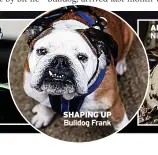  ?? ?? SHAPING UP Bulldog Frank