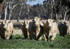  ??  ?? Charolais on offer include 20 with the homozygous polled gene.