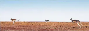  ?? IAN WALDIE/GETTY IMAGES ?? To help farmers deal with an extreme drought, the government of New South Wales has loosened restrictio­ns on shooting kangaroos in an effort to protect grazing pastures for cattle.