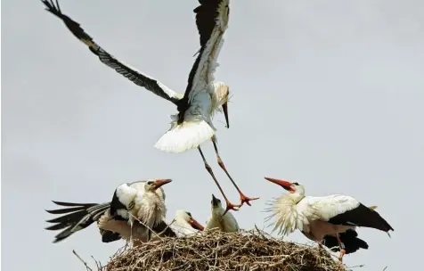  ?? Foto: Sieghart Muthsam ?? Es gibt immer mehr Störche, aber wegen der anhaltende­n Hitze und Trockenhei­t oft nicht genug Futter.