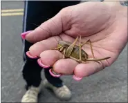  ?? AP ?? April Aamodt holds a Mormon cricket in her hand in Blalock Canyon near Arlington, Ore., on June 17. Aamodt is involved