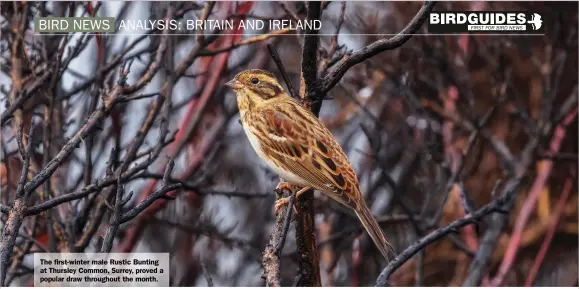  ??  ?? The first-winter male Rustic Bunting at Thursley Common, Surrey, proved a popular draw throughout the month.