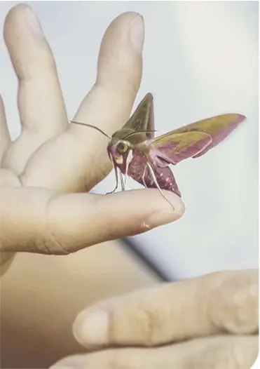  ??  ?? The Elephant Hawk-moth has distinctiv­e colouring