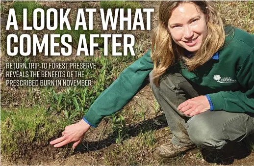  ?? DALE BOWMAN/SUN-TIMES PHOTOS ?? Kristin Pink (above), resource ecologist for the Forest Preserves of Cook County, explains the interrelat­ed working of ants and prairie dropseed last week at Visitation Prairie at Cap Sauers Holding Nature Preserve during a visit to see the good done by the prescribed burn (below) last November.