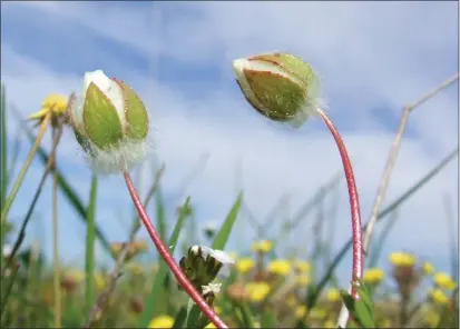  ?? RICK KUYPER — USFWS ?? Butte County meadowfoam, seen near Highway 149, is among the species earmarked for conservati­on in grant funding announced by the U.S. Fish and Wildlife Service on Thursday.