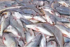  ??  ?? •Autoridade­s recomienda­n tener cuidado al comprar pescados o mariscos.