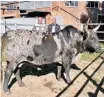  ??  ?? FOR Nguni cattle farmers Barry Cole and Nico Harris behind ‘Biggs’, the bull they bought for R310 000 at Whatsapp auction.