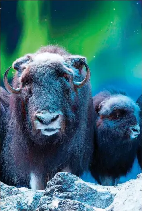  ??  ?? Immersive habitats bring visitors face to face with lifelike animals, like these musk ox captured under the Northern Lights.