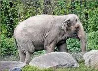  ?? Bebeto Matthews / Associated Press ?? A legal fight to release Happy the elephant from the Bronx Zoo after 45 years is being waged before New York’s highest court in a closely watched case over whether a basic right for people can be extended to an animal.