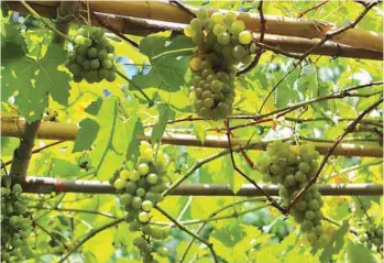  ??  ?? APFF can increase the defense mechanism of grape vines, provide stress resistance, promotes nutrient absorption, improves fruit formation, activates growth hormones, and improves protein synthesis.