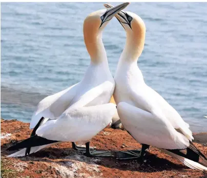  ?? FOTOS: CHRISTIANE NEUBAUER ?? 400 verschiede­ne Vogelarten wurden auf Helgoland nachgewies­en – darunter auch die Basstölpel.