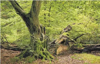  ?? FOTO: UWE ZUCCHI/DPA ?? Knorrige, alte Eiche im Urwald Sababurg bei Kassel: Trotz teilweise bescheiden­er Renditen wächst der Wunsch nach einem eigenen Stück Wald. Makler berichten von steigender Nachfrage.