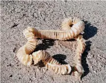  ?? Sarah Laughlin/National Park Service ?? Lightning whelk egg casings look like snakeskin as posted on the Padre Island National Seashore Facebook page.