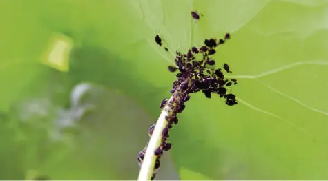  ?? Foto: Andrea Warnecke, dpa ?? Schwarze Punkte auf sattem Grün: Für Läuse war das warme, trockene Frühjahr optimal. Hobbygärtn­er hören das meist nicht gerne.