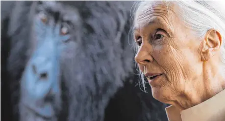  ?? FOTO: DPA ?? Die Primatenex­pertin Jane Goodall setzt sich für Affen ein. Auch Tiere hätten ein Bewusstsei­n, sagte sie in Tübingen.